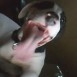mi pitbull